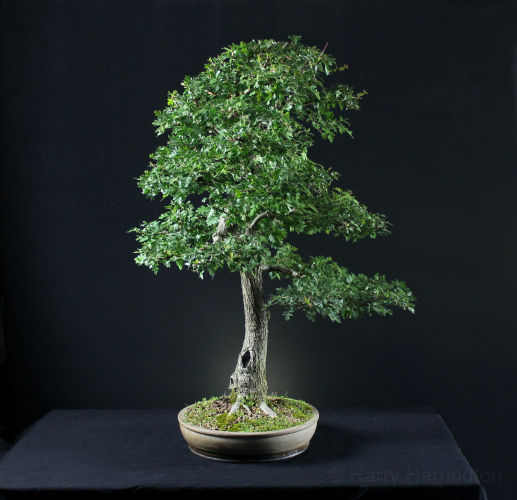hawthorn bonsai